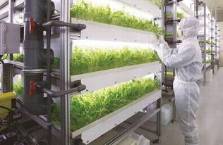 菠菜一年可收获20次 揭秘京东自营植物工厂的这些 黑科技